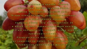 Виноград Катруся Каховская и Аватар - обзор урожая 2021