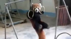 Красная панда - гимнаст