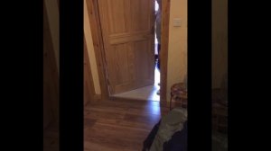 Funniest_Animals_🐧_Best_Of_The_2020_Funny_Animal_Videos_😁_Cutest4