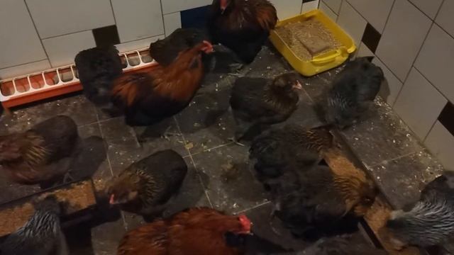 Араукана куры. Чилийские куры. Araucana.