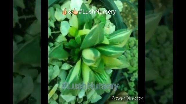 Variegated Haworthia Retusa смотреть онлайн