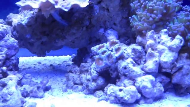 10 Gallon Reef Tank: Tank Problems Part 1 смотреть онлайн