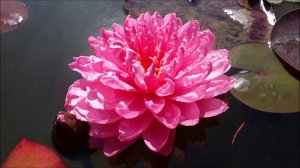 Нимфея Pink Pom Pom (Розовый Пом Пом )  кувшинка, waterlily, водные растения, пруд