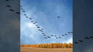 Александр Марцинкевич @Music-gl7yk  (Цепи)remix