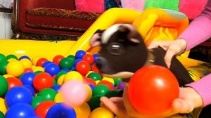 Как мама собачки Шоколадки. Ролевые видео для девочек