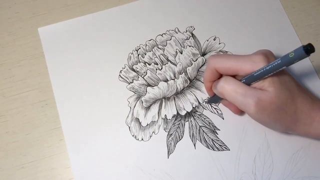 Пион распускается на глазах. Рисунок капилярной черной ручкой. Peonies. Drawing process. Black pen. смотреть онлайн