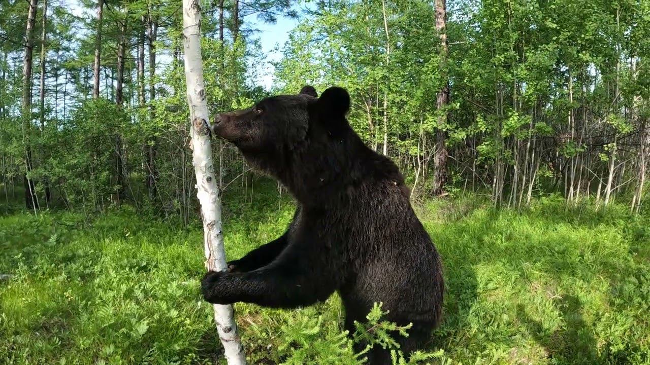 Медведица изучает следы. смотреть онлайн