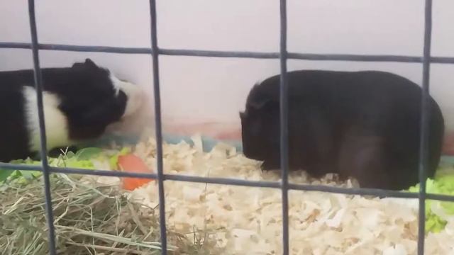 Морские свинки на передержке Из норки
