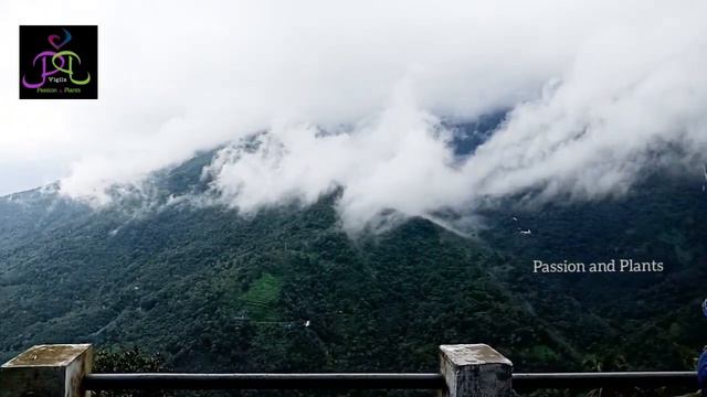 കുട്ടിക്കാനം യാത്രയിൽ ഞങ്ങൾക്ക് കിട്ടിയ ചെടികൾ കാണണോ ?| plant hunting /Malayalam travel vlog смотреть онлайн