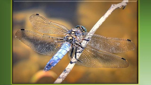 Загадочный мир насекомых ГБОУ Школа 1159 ОП 6 Воспитатель Новикова С.А. смотреть онлайн