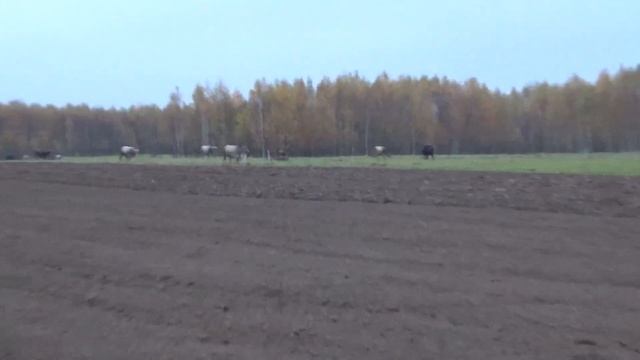 Подготавливаем землю и сажаем озимый чеснок смотреть онлайн