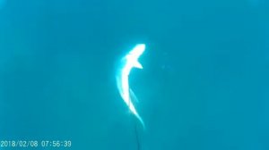 Подводная охота в Тайланде. Пхукет.2