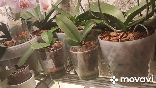 Вы этого не знали! Почему не цветут ваши орхидеи на 50 цветов? Как вырастить орхидею до 8 л горшка? смотреть онлайн