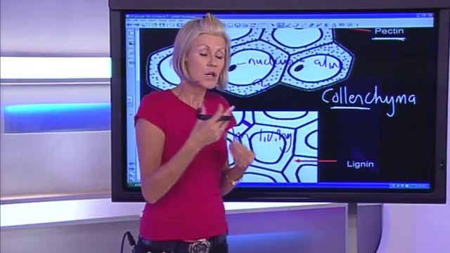 Show 7: Plant and Animal Tissue - Whole Show (English) смотреть онлайн