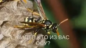 Логоритмика - са са са оёёёй летит оса