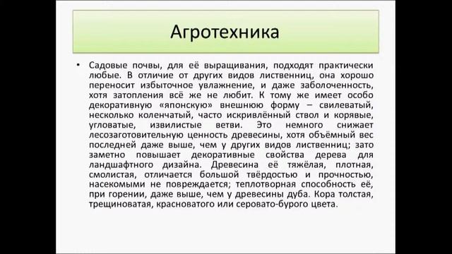 Лиственница даурская на даче