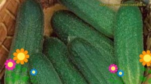 Огурец гибридный Фасон f1. Краткий обзор, описание характеристик, где купить семена Fason f1