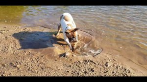 ФРАНЦУЗСКИЙ БУЛЬДОГ чуть не утонул