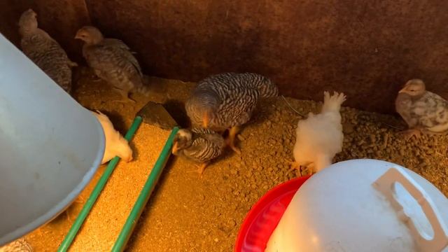 27 марта 2023 г.Молодняк породистой птицы Билифельдер,Амрокс ,Американский Легорн. смотреть онлайн