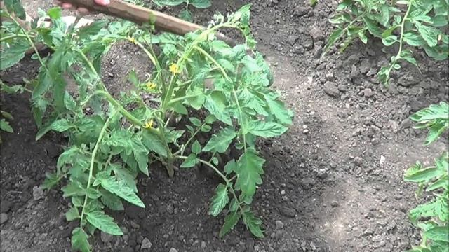 Томаты на грядке. Самое главное. Уход, подкормки смотреть онлайн