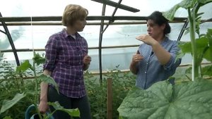 Удача на даче №4 Калиевая селитра и огурцы