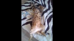 Нашли бездомного котёнка