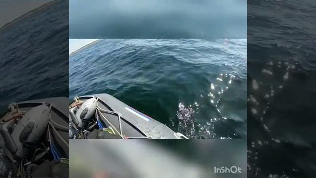 Балтийский тюлень. смотреть онлайн