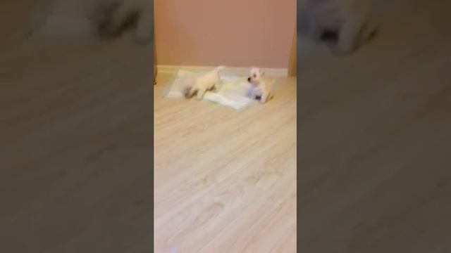 Продам щенков вест хайлен вайт терьра смотреть онлайн