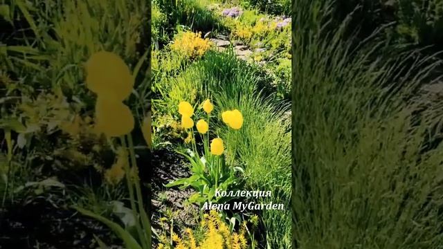 #ирисы #клематисы #лилейники смотреть онлайн