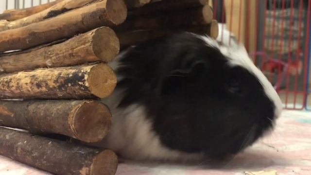 Как обустроить клетку для морских свинок|что должно быть в клетке у морских свинок|СВИНКИ с МОРЯ смотреть онлайн