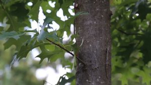 Дуб болотный I Quercus palustris