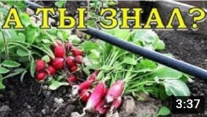 АВГУСТ: что сажать на огороде????