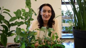 Топ 5 экзотических растений у вас дома