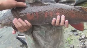 Рыбалка на рыбу Таймень Хариус Ленок в Тайге Сплав Ловля на Спиннинг Удочка Балда Тирольская Палочка