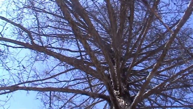 Гончарова Тамара - "Монах в новых штанах" смотреть онлайн