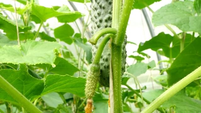 Огурцы с ума сходят от этого и плодоносят во всю до самой осени! смотреть онлайн