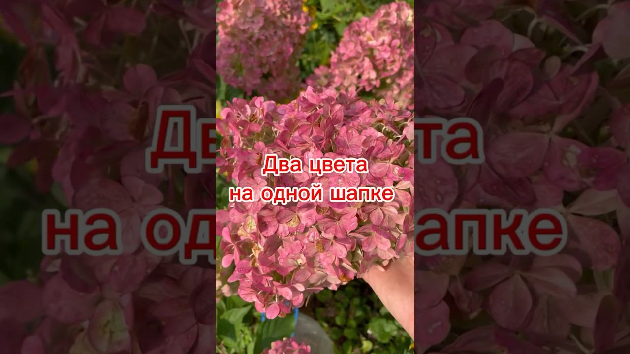 Почему шапки гортензий с одной стороны розовые, а с другой зеленые #гортензии #дачныесоветы