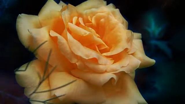 Букет для учителя.wmv смотреть онлайн