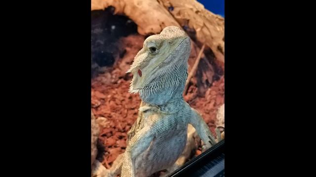 Держу на руке живую бабочку! Экзотическая выставка смотреть онлайн