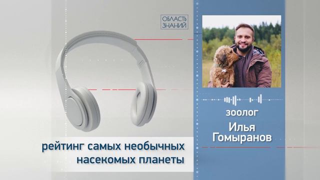 Рейтинг самых необычных насекомых планеты. Лекции зоолога Ильи Гомыранова.