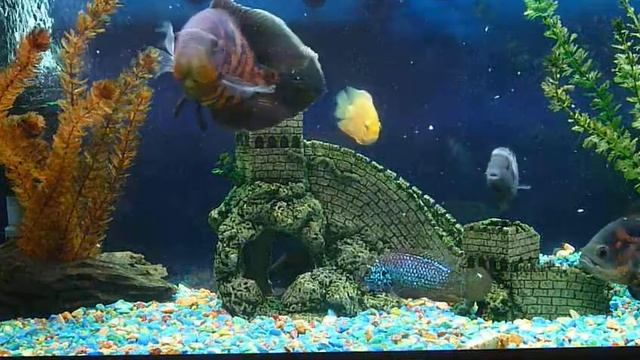 Кормление американских цихлид филе рыбы смотреть онлайн