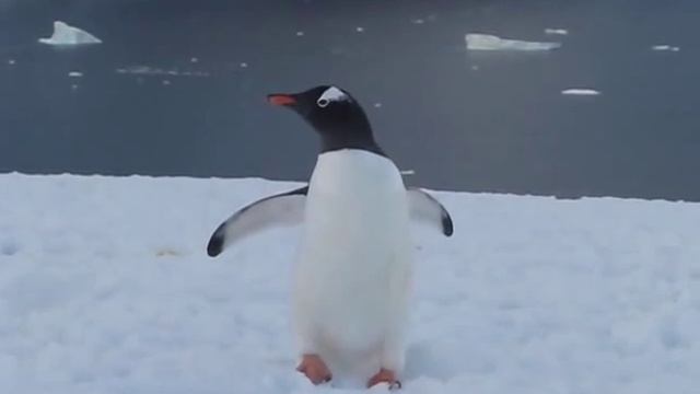 Gentoo Penguin Walking смотреть онлайн