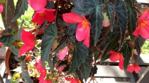 Топ 5 бегоний, мой выбор супер сортов бегонии, самые красивые цветы сезона