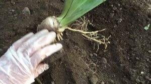 Посадите правильно  ИРИСЫ. Шикарное цветение ИРИСОВ зависит от своевременной пересадки.