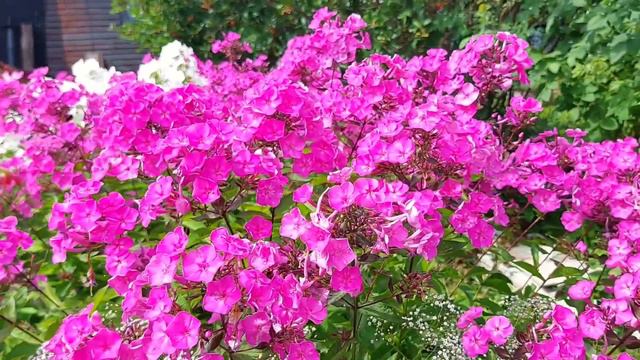 Лилии, флоксы, годеция, васильки... || Full HD смотреть онлайн