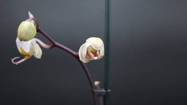 Blooming white and pink Phalaenopsis смотреть онлайн