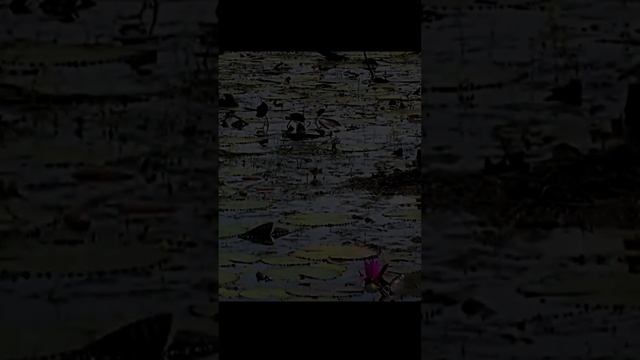 Звук природы. Шум болота для отдыха и сна
