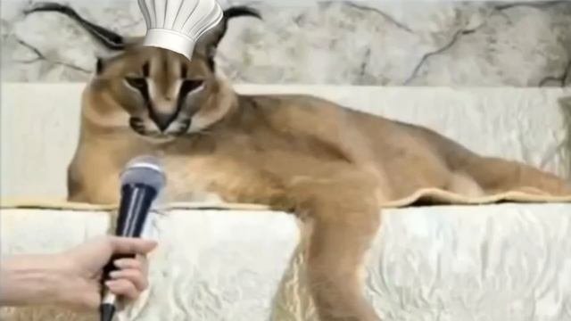 Шлёпа учит готовить пельмени.