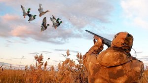 Тысячи уток на поле. Поперла по темну. Полуночники!!!