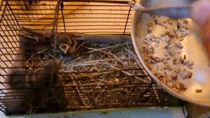 Как кормить воробья муравьиными яйцами